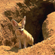 Illustration for article titled Wednesday Woof - Vulpes pallida Edition